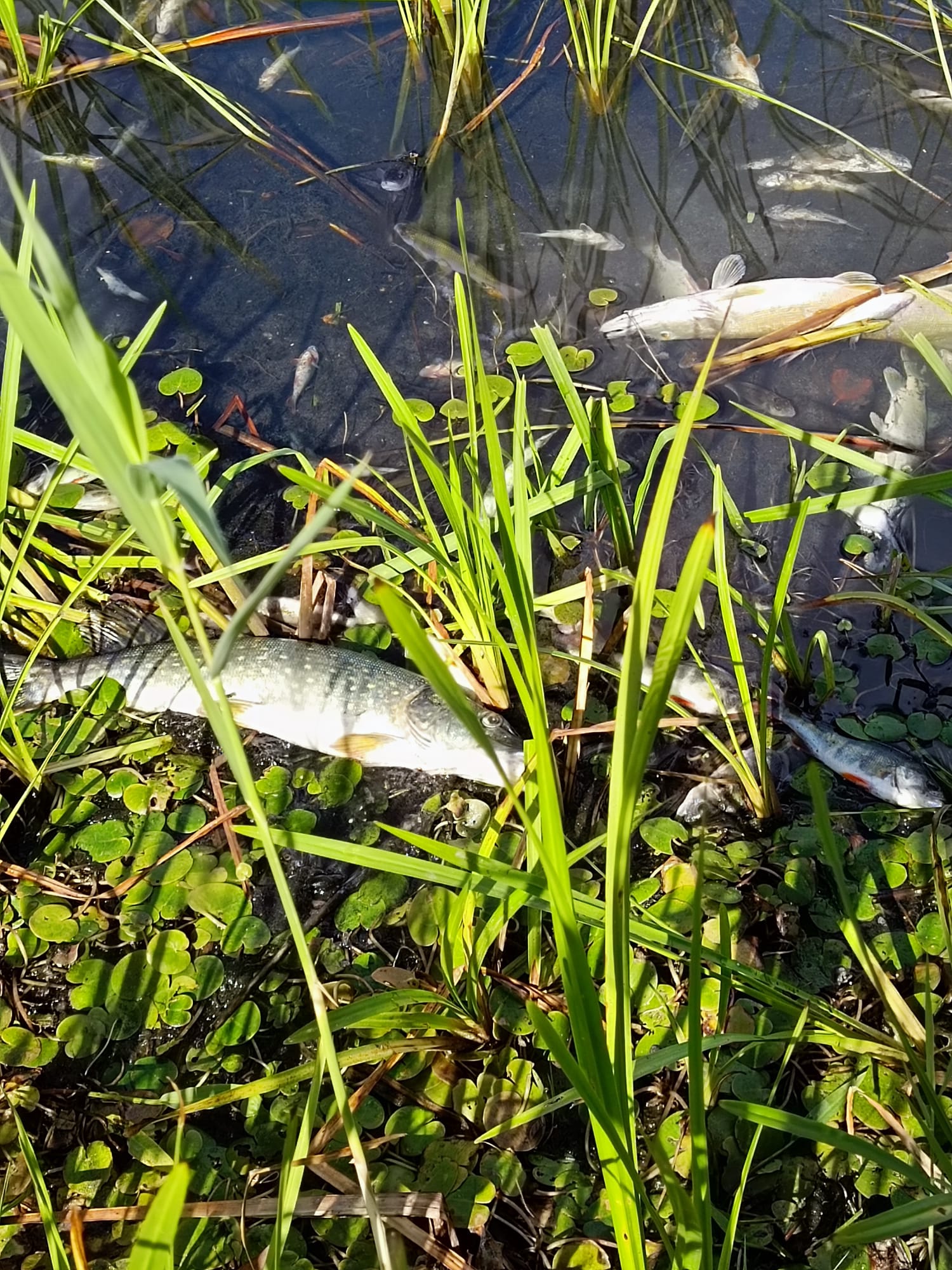 Sauerstoffmangel 2023